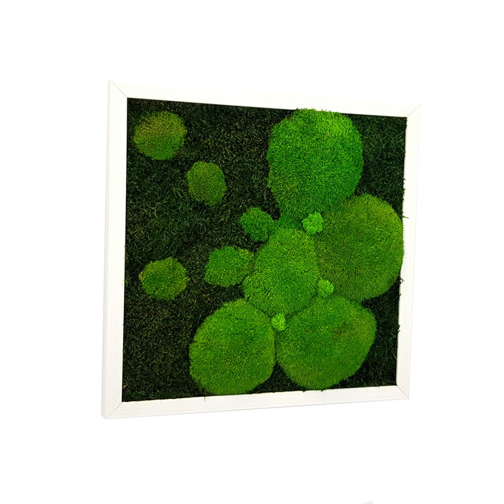 Tablou cu muschi plati, muschi bombati si licheni naturali stabilizati Jolie Arts, dimensiune 40 x 40 cm, rama alba