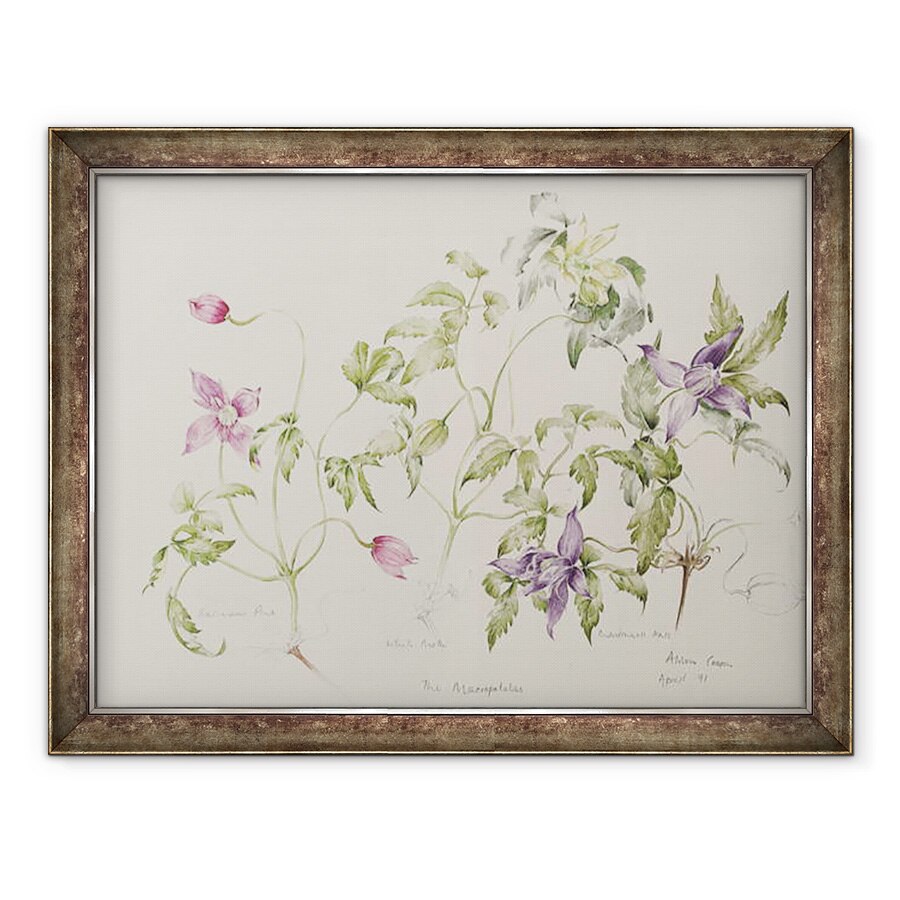 Tablou inramat - Alison Cooper - Macropetale, 60 x 80 cm