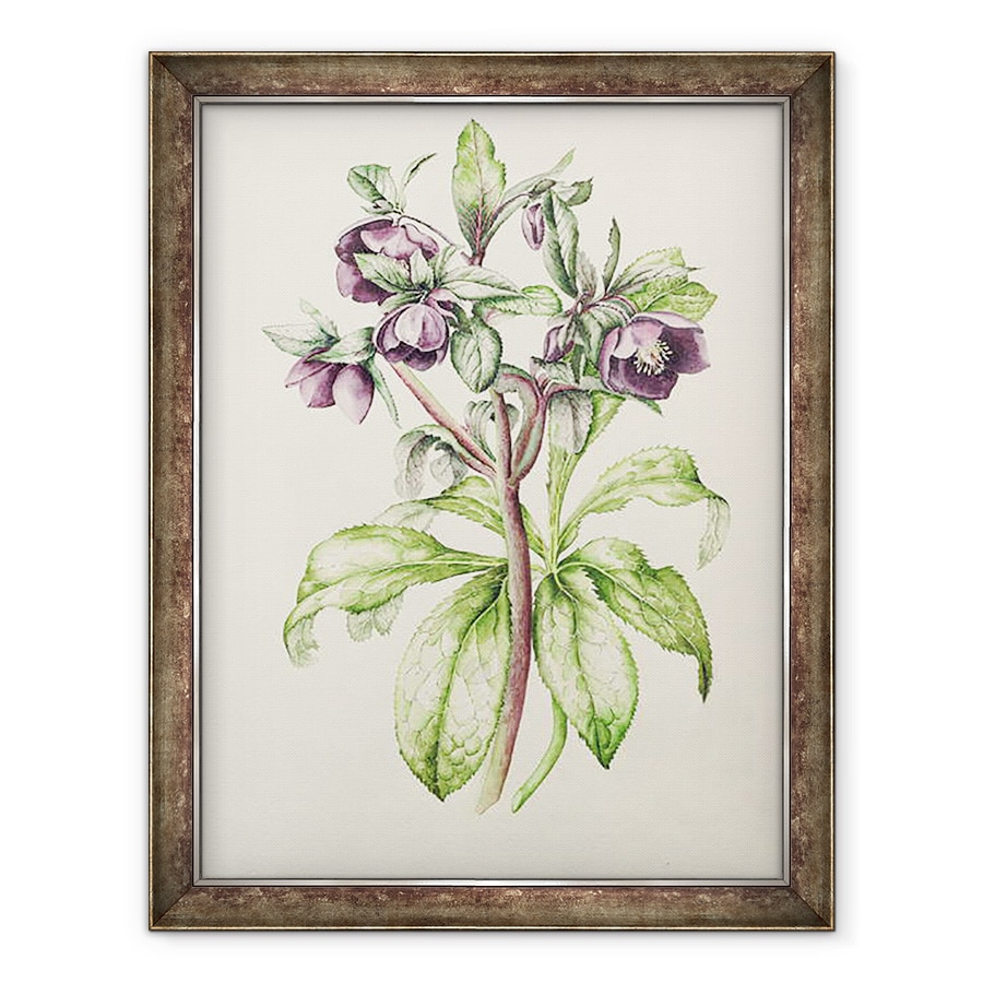 Tablou inramat - Alison Cooper - Helleborus Orientalis de Helen Ballard, 60 x 80 cm