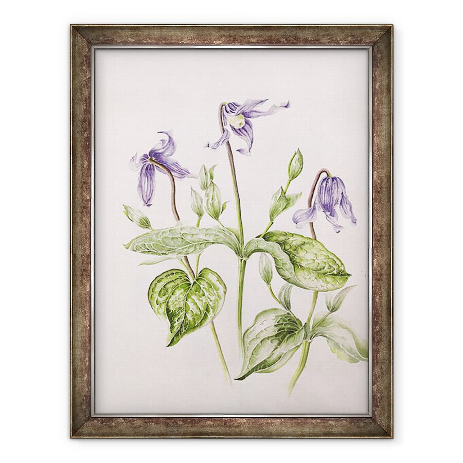 Tablou inramat - Alison Cooper - Clematis Integrifolia, 60 x 80 cm