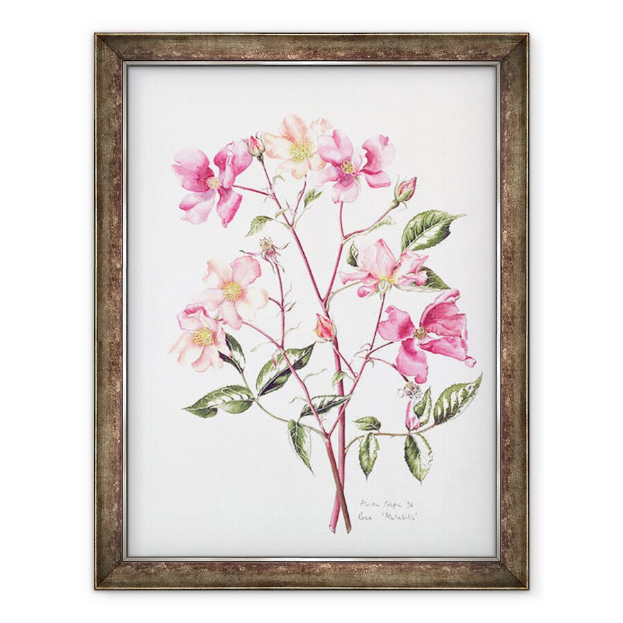 Tablou inramat - Alison Cooper - Rosa Mutabilis, 60 x 80 cm