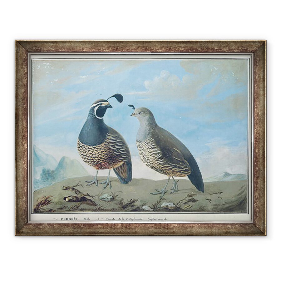 Tablou inramat - J.R Prevost - Barbat si Femeie Partridge californian, 70 x 90 cm