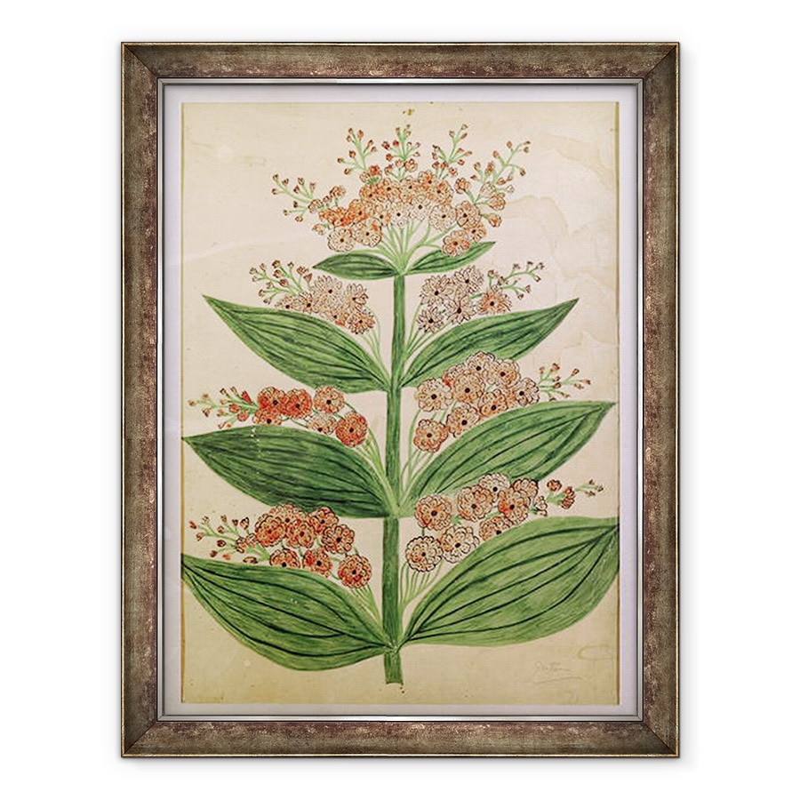 Tablou inramat - Scoala franceza - Gentiana cu flori imaginare, 70 x 90 cm