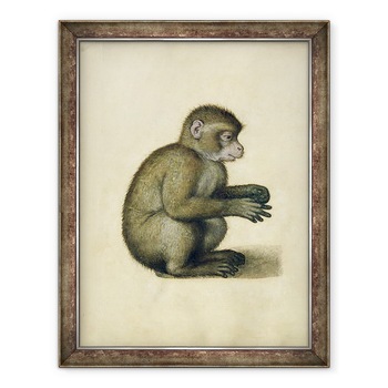 Tablou inramat - Albrecht Durer - O maimuta, 60 x 80 cm Tablou inramat - Albrecht Durer - O maimuta, 60 x 80 cm