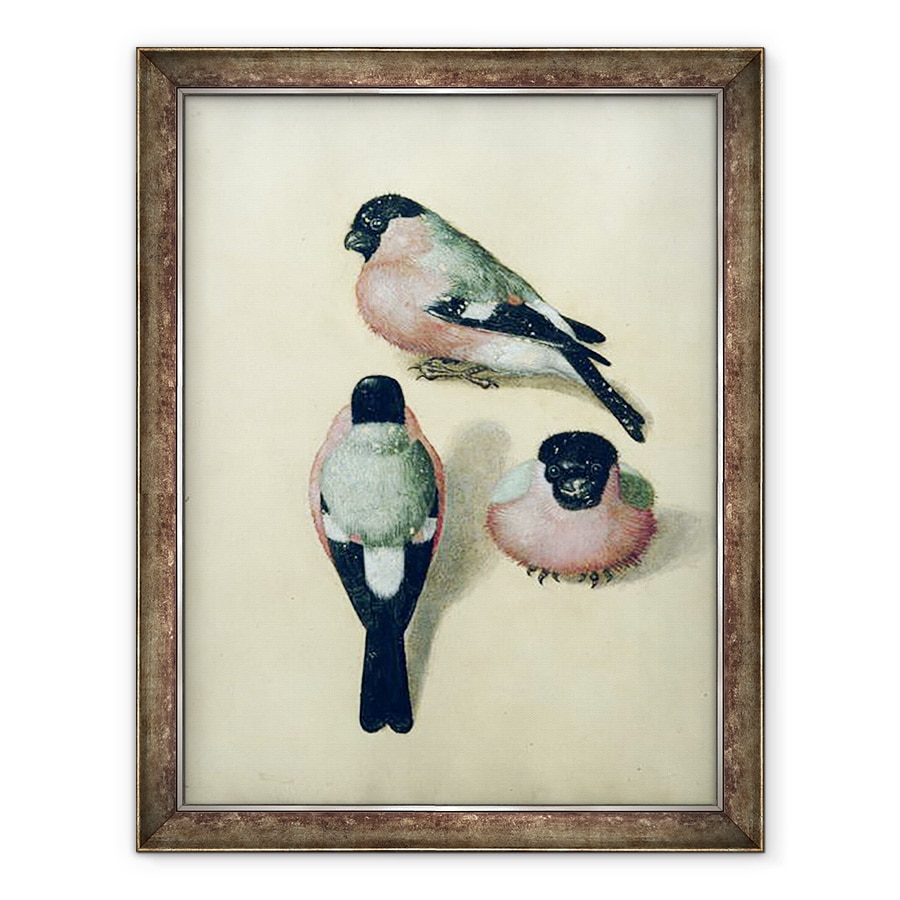 Tablou inramat - Albrecht Durer - Trei studii ale unui bullfinch, 70 x 90 cm