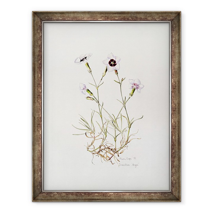 Alison Cooper - Dianthus Argus, Keretezett kép, 60 x 80 cm