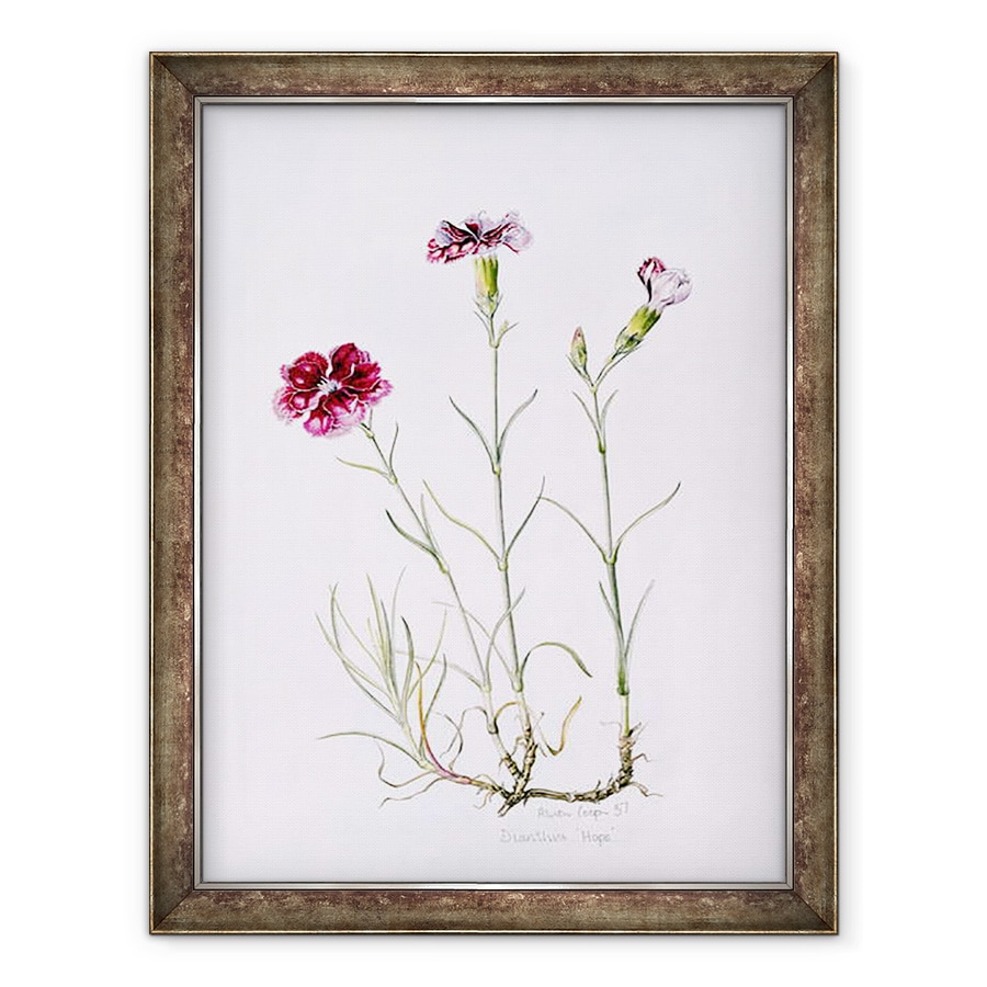 Tablou inramat - Alison Cooper - Dianthus Speranta, 70 x 90 cm
