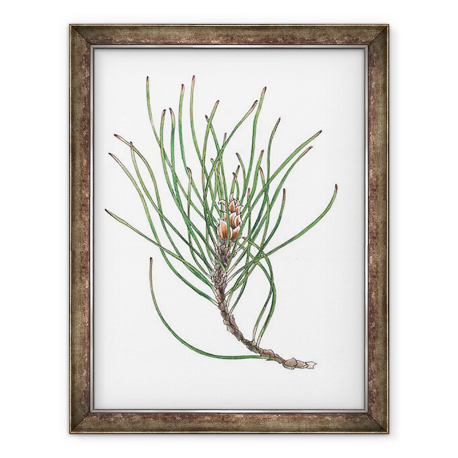 Tablou inramat - Faisal Khouja - Spray de pin 1, 2013, 60 x 80 cm