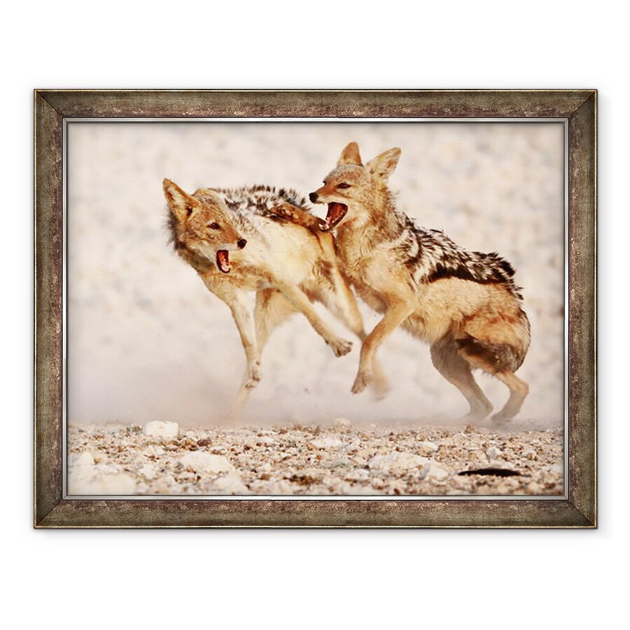 Tablou inramat - Eric Meyer - Sacali Sparring 2, Etosha, 2018, 60 x 80 cm