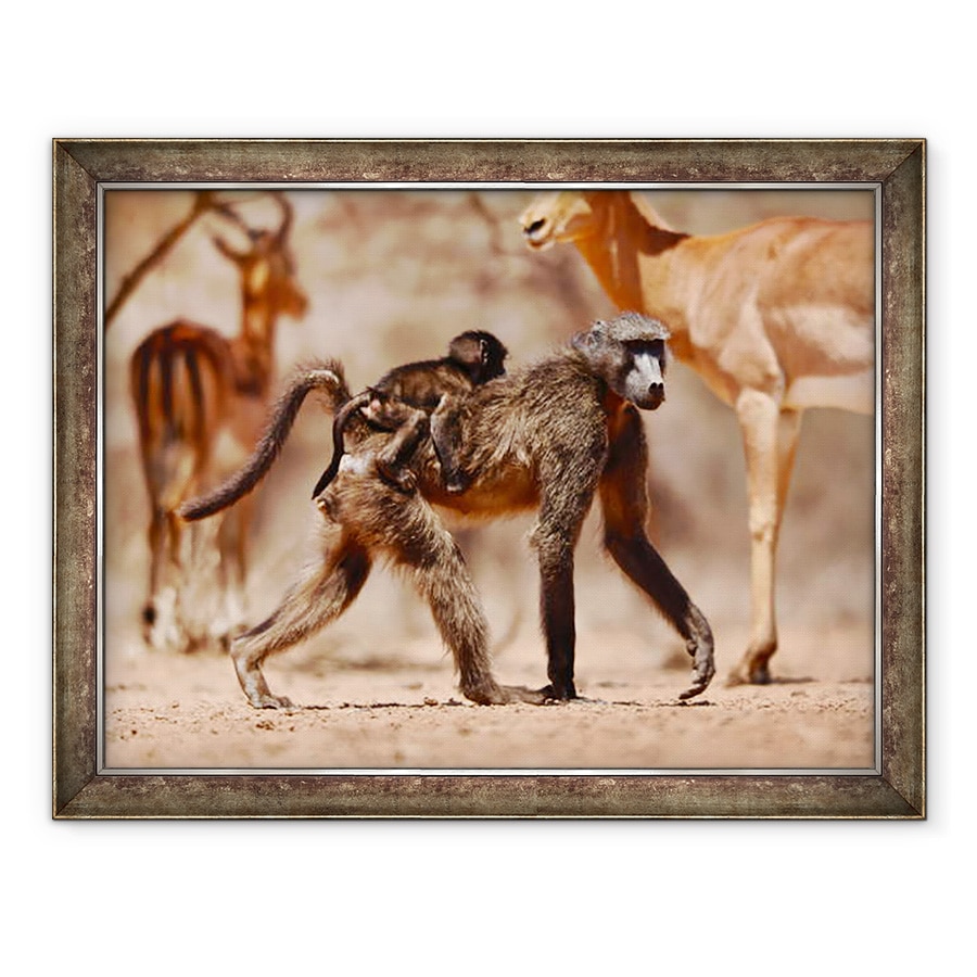 Tablou inramat - Eric Meyer - Babuini si Impala, 2019, 60 x 80 cm