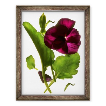 Tablou inramat - Julia McLemore - Violet Patati Patati, 2014, 60 x 80 cm Tablou inramat - Julia McLemore - Violet Patati Patati, 2014, 60 x 80 cm