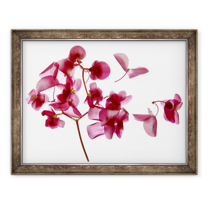 Tablou inramat - Julia McLemore - Begonia roz I, 60 x 80 cm