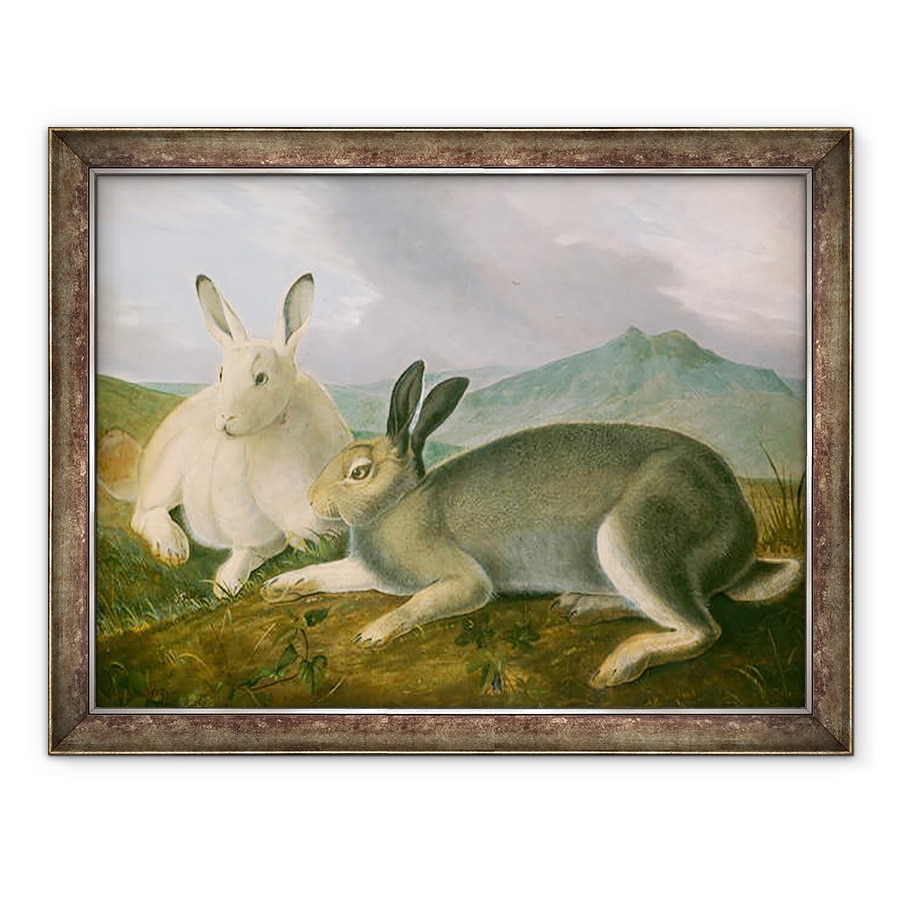 Tablou inramat - John James Audubon - Iepurele arctic, 70 x 90 cm