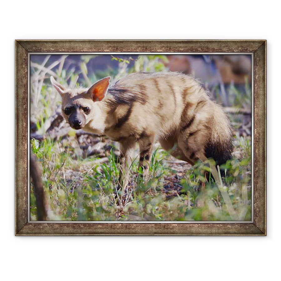 Tablou inramat - Eric Meyer - Aardwolf, Kenya, 2018, 60 x 80 cm