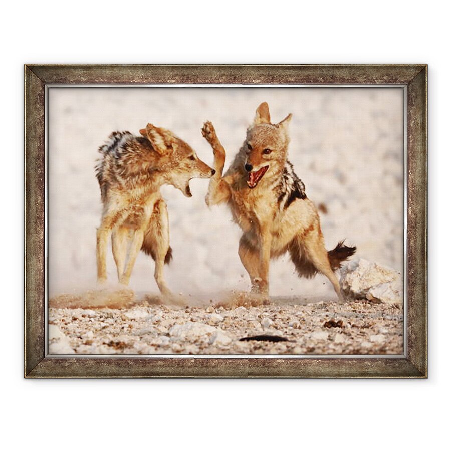 Tablou inramat - Eric Meyer - sacali sparring, Etosha, 2018, 60 x 80 cm