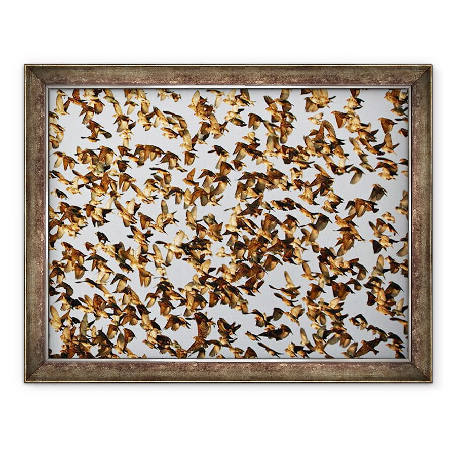 Tablou inramat - Eric Meyer - Siguranta in Numere 2, quelea cu facturare rosie, Namibia, 60 x 80 cm