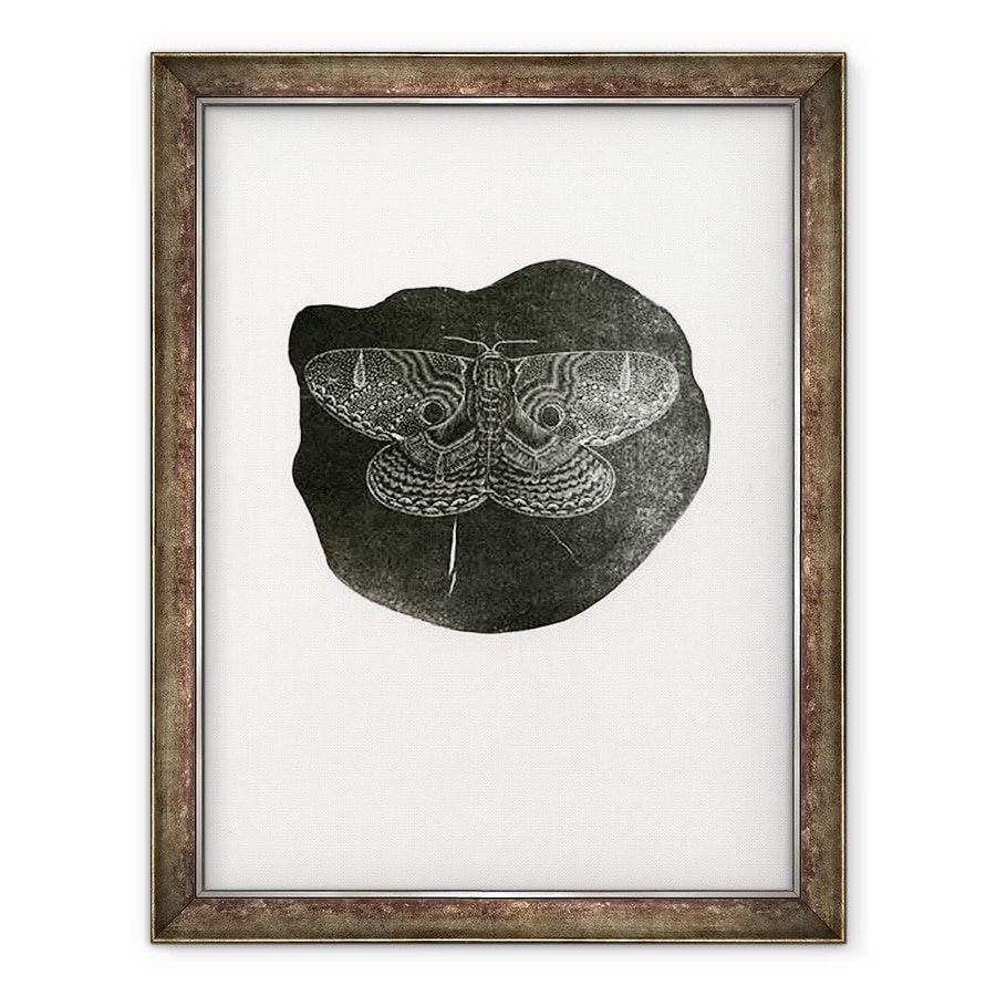 Tablou inramat - Bella Larsson - Noapte Fluture, 2016, 60 x 80 cm