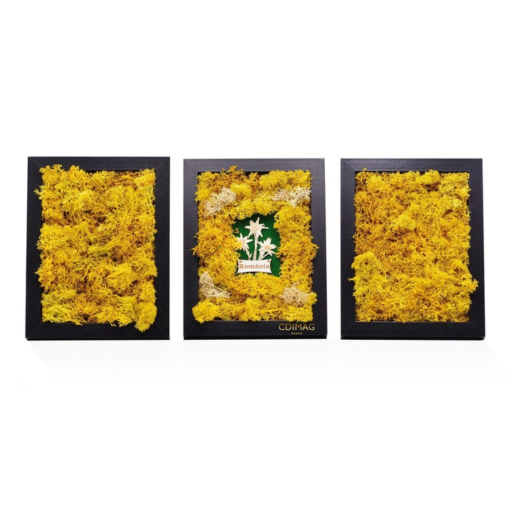 Aranjament cu licheni si Floare de Colt naturala, conservata, CDIMAG