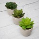 Set de 6 plante suculente artificiale M&W