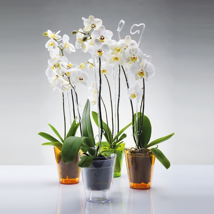 orchidea cserép átlátszó