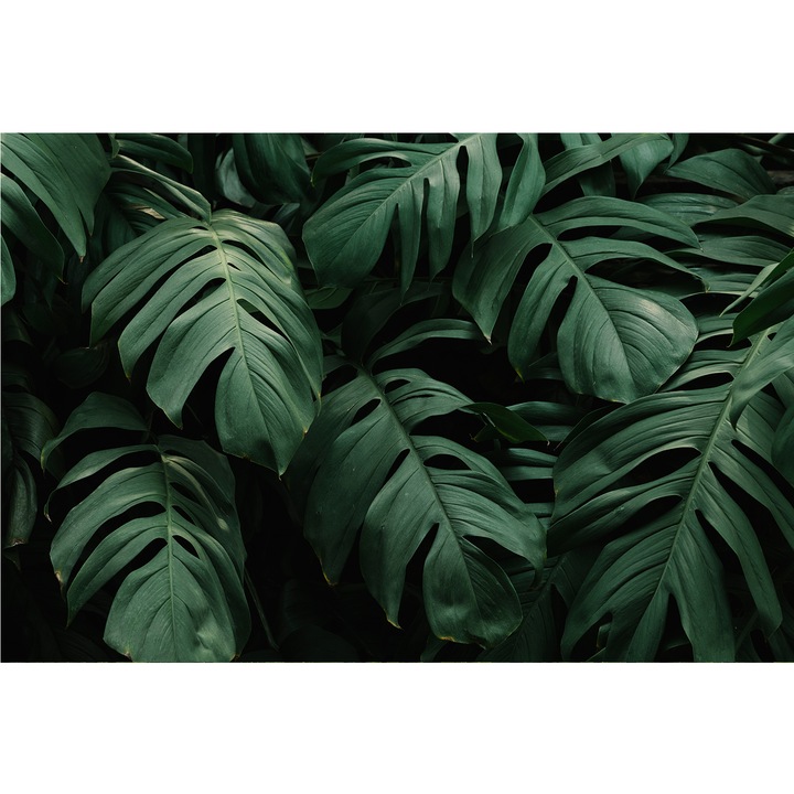 Tapet autoadeziv Frunze tropicale, Metamark, multicolor, 450x300 cm