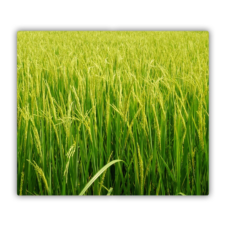 Tocator de bucatarie, Tulup, Camp de orez, Verde, 60x52 cm, 010010520040000006211