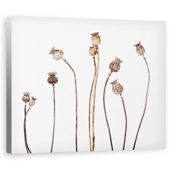 Tablou canvas - Flori de Maci, Natura Moarta, Grafic, 40 x 50 cm Tablou canvas - Flori de Maci, Natura Moarta, Grafic, 40 x 50 cm