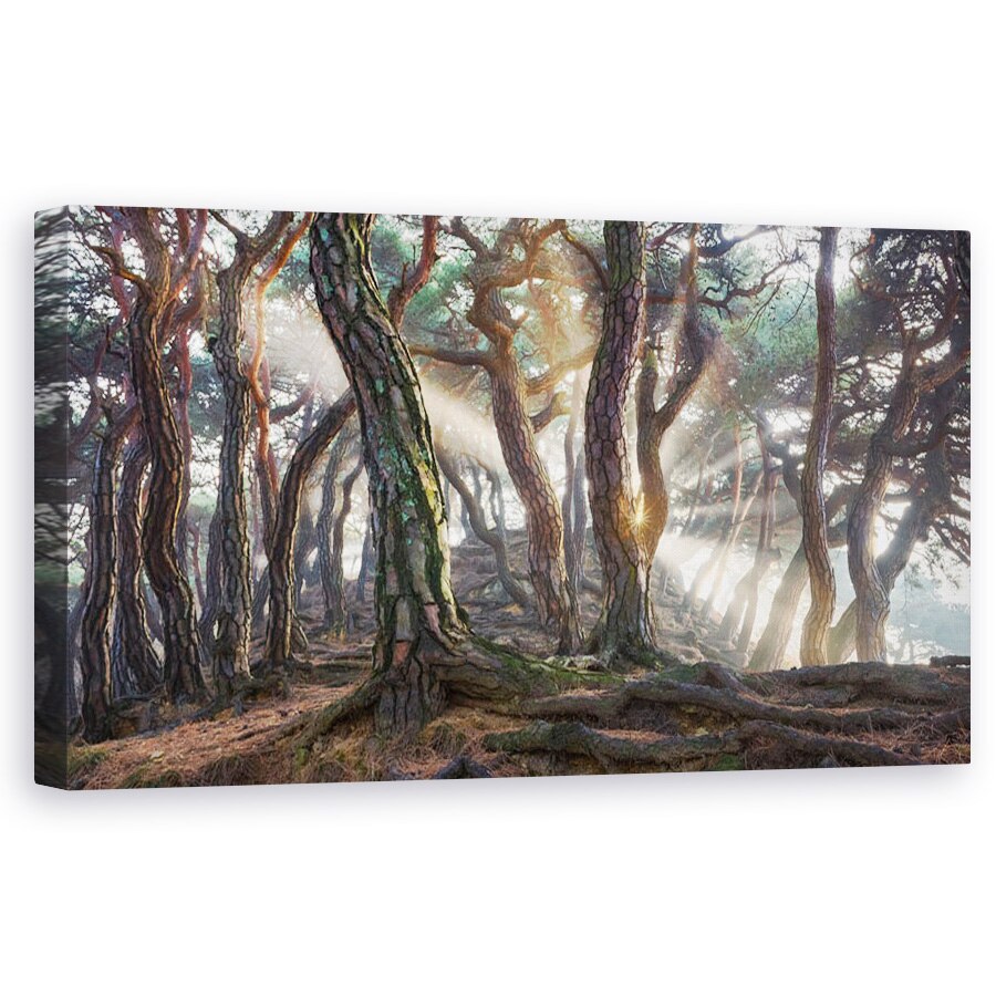Tablou canvas - Pini, Raze, Padure, Pomi, Origini, Pin, 60 x 120 cm