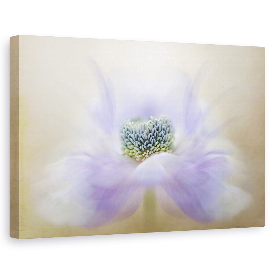 Tablou canvas - Briza, Anemona, Floare, Macro, Moale, 40 x 60 cm
