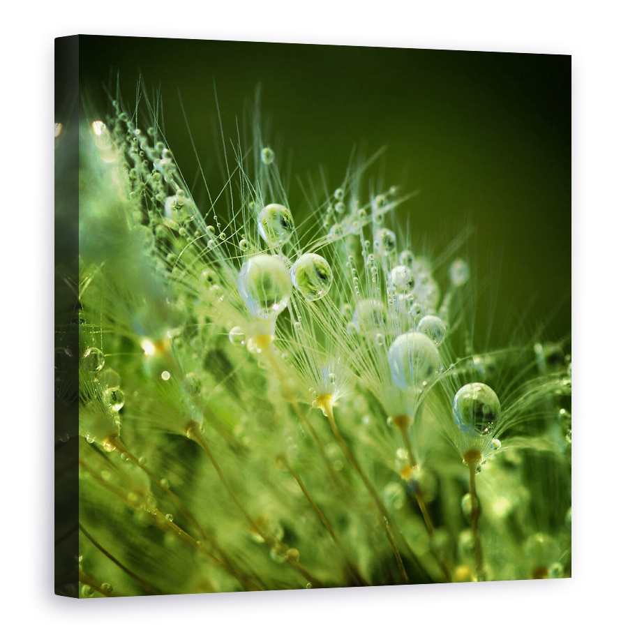 Tablou canvas - Perlele Diminetii, Roua, Dimineata, Perle, Pana, Perla, 100 x 100 cm