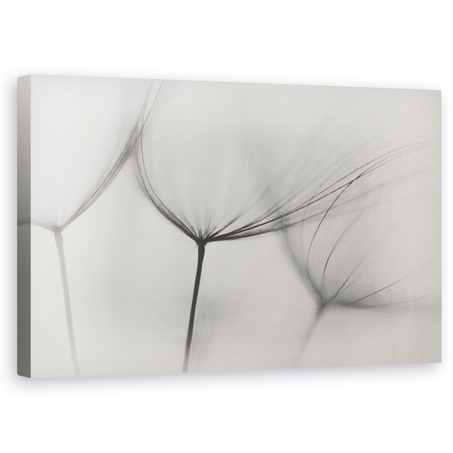 Tablou canvas - Tragopogon, Tragopogon, Rasad, Puieti, Alb-Negru, 50 x 80 cm