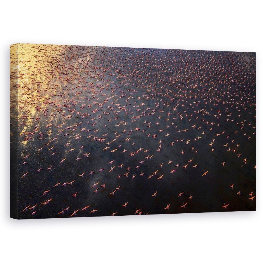 Tablou canvas - Flamingo, Aerial, Kenya, Apa, Pasare, 50 x 80 cm