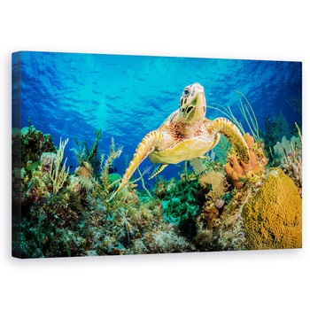 Tablou canvas - testoasa Hawksbill Inotand Prin Reciful Din Caraibe, Broasca Testoasa, Ocean, Scufundare, Caraibe, 50 x 80 cm Tablou canvas - testoasa Hawksbill Inotand Prin Reciful Din Caraibe, Broasca Testoasa, Ocean, Scufundare, Caraibe, 50 x 80 cm