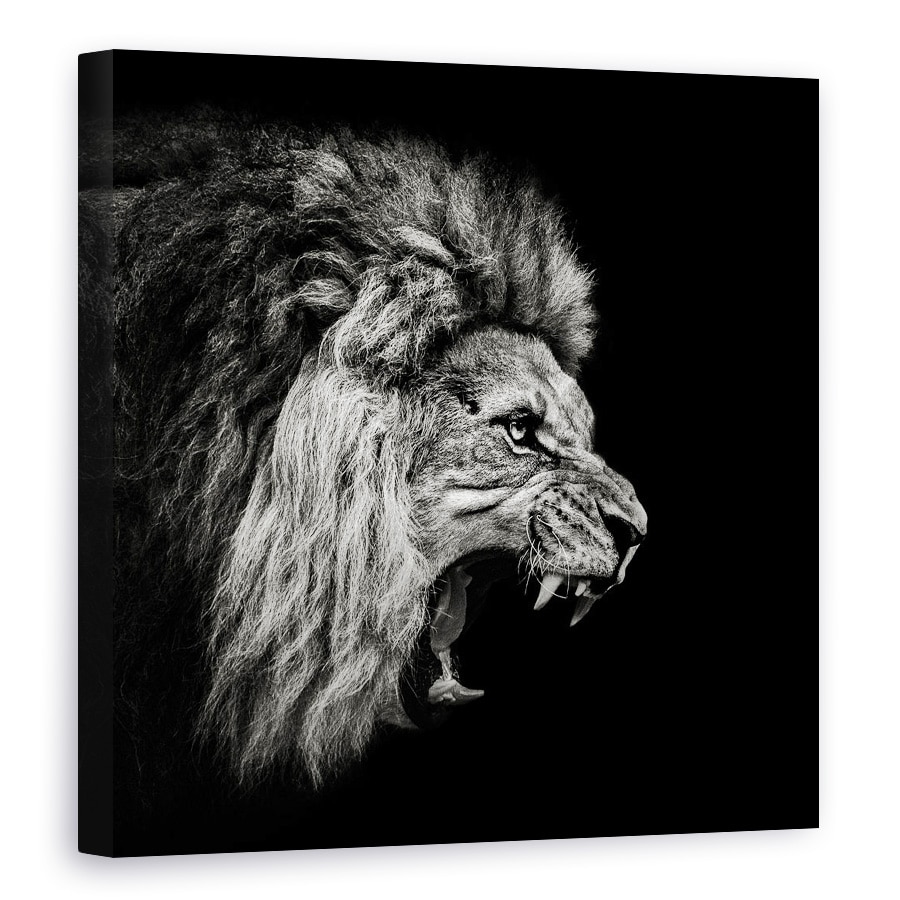 Tablou canvas - Leu Mugind, Leu, Animal, Felina, Alb-Negru, Intunecos, 70 x 70 cm
