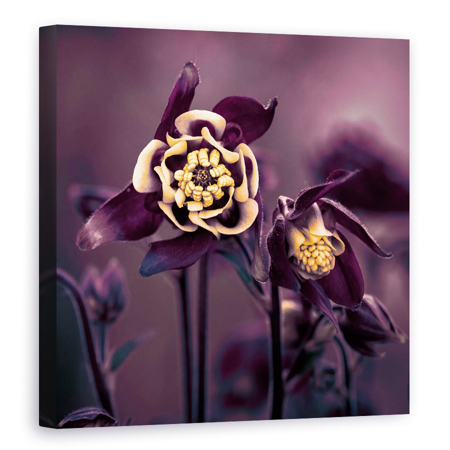 Tablou canvas - Privilegiat, Floare, Macro, Galben, Violet, Prim-Plan, 100 x 100 cm