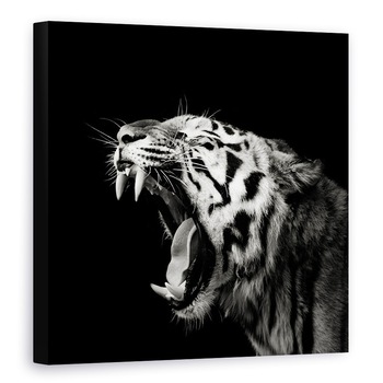 Tablou canvas - Tigru, Tigru, Pradator, Intunecos, Alb-Negru, 60 x 60 cm Tablou canvas - Tigru, Tigru, Pradator, Intunecos, Alb-Negru, 60 x 60 cm