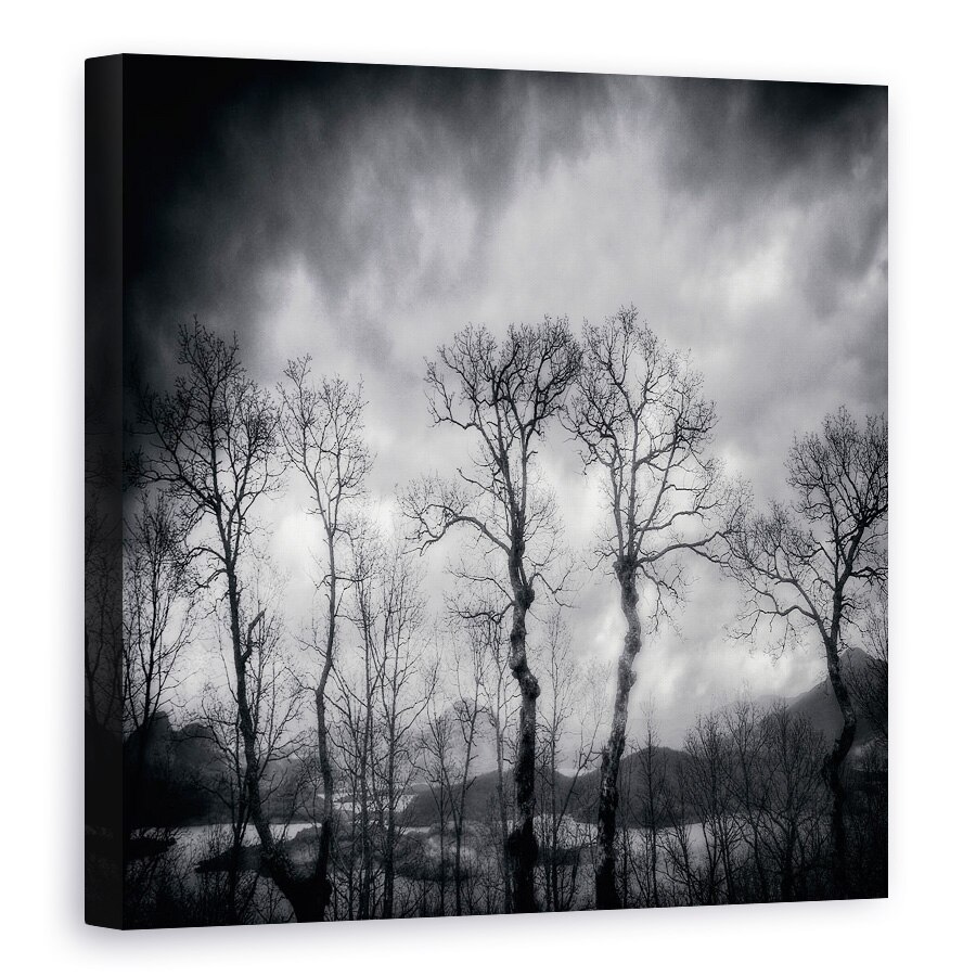 Tablou canvas - Ultimele Zile, Padure, Pomi, Mesteacan, 70 x 70 cm