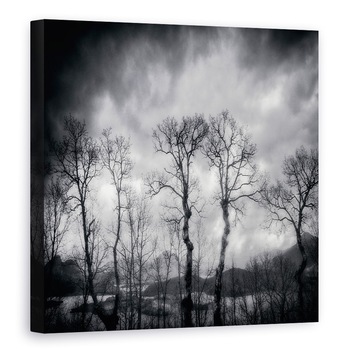Tablou canvas - Ultimele Zile, Padure, Pomi, Mesteacan, 70 x 70 cm Tablou canvas - Ultimele Zile, Padure, Pomi, Mesteacan, 70 x 70 cm