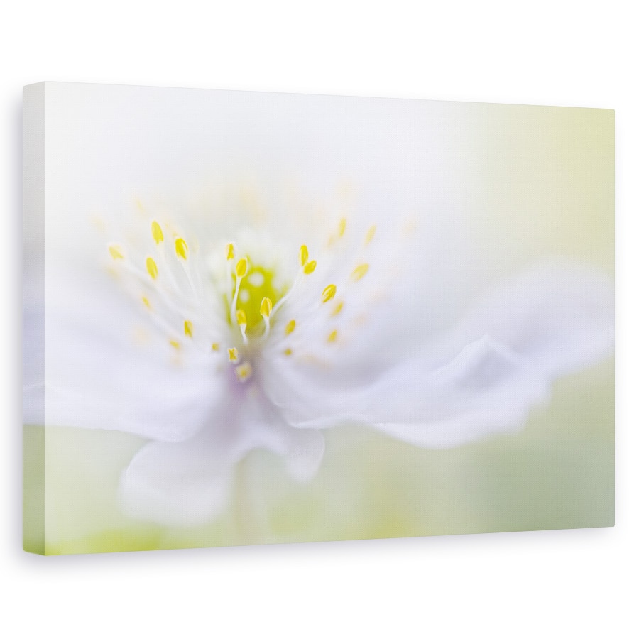 Tablou canvas - Floare, Moale, Fragil, Bland, 40 x 60 cm