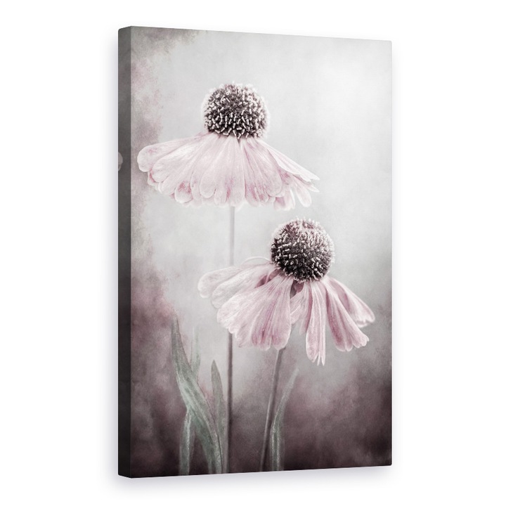 Tablou canvas - Duet, Heleniu, Sneezeweed, Roz, Floral, 80 x 120 cm