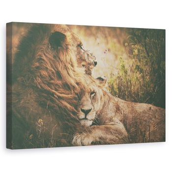 Tablou canvas - Impreuna, Leu, Leoaica, Felina, Iubire, Delicat, 80 x 120 cm Tablou canvas - Impreuna, Leu, Leoaica, Felina, Iubire, Delicat, 80 x 120 cm