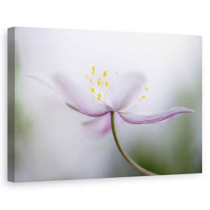 Tablou canvas - Nemorosa, Floare, Roz, Petale, Moale, 60 x 90 cm