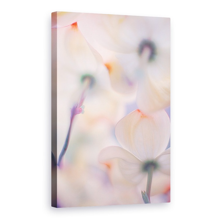 Tablou canvas - Flori, Floare, Moale, Macro, Flori, Pastel, 60 x 90 cm