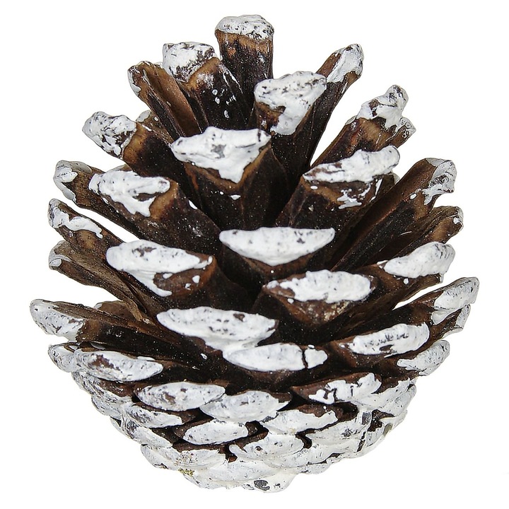 Set 20 Conuri Decorative pentru Craciun Shopiens®, de Culoare Naturala Ninse, 5 cm