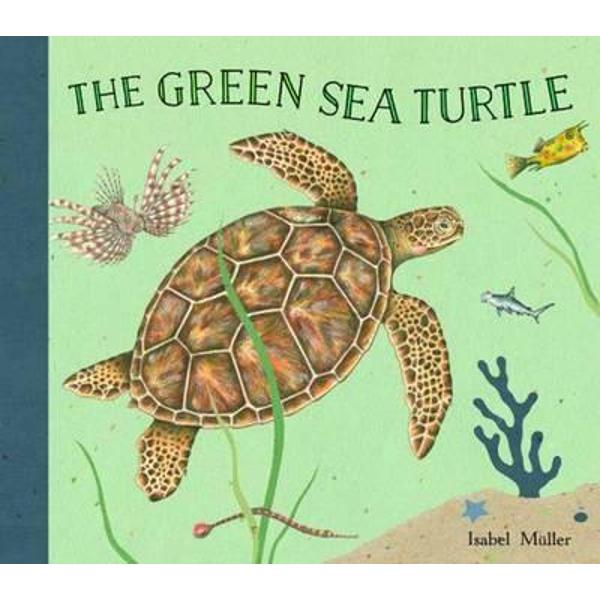 Green Turtle