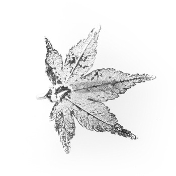 Brosa Ariki din frunza naturala de paltin japonez LF55BG Brosa Ariki din frunza naturala de paltin japonez LF55BG