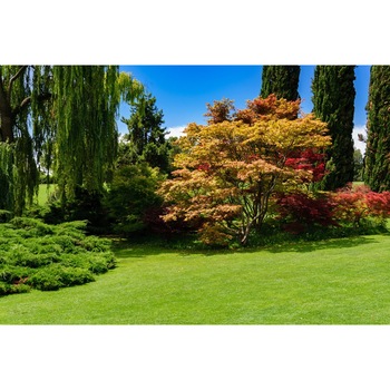 Fototapet Gradina in Culorile Toamnei - 255x180 cm Fototapet Gradina in Culorile Toamnei - 255x180 cm