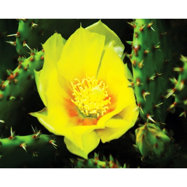 Tablou canvas, Floare de cactus, 50x70 cm