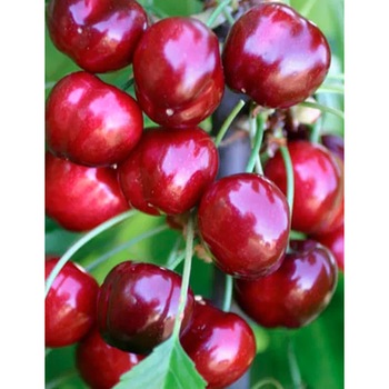 Cires Early Red Cires Early Red