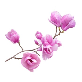 Sticker Ramura de Magnolie - 60x90 cm Sticker Ramura de Magnolie - 60x90 cm